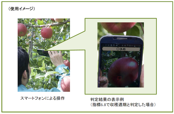 リンゴ収穫適期判定アプリイメージ